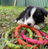 Photo №2 to announcement № 47505 for the sale of border collie - buy in Austria private announcement