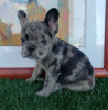 Photo №2 to announcement № 116683 for the sale of french bulldog - buy in Germany private announcement