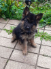 Photo №2 to announcement № 75769 for the sale of german shepherd - buy in Lithuania private announcement, breeder