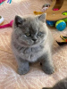 Photo №1. british shorthair - for sale in the city of Texarkana | 300$ | Announcement № 96107