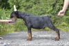 Photo №2 to announcement № 11389 for the sale of dobermann - buy in Belarus private announcement
