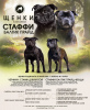 Photo №1. staffordshire bull terrier - for sale in the city of Kaliningrad | 651$ | Announcement № 74564