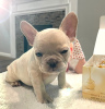 Photo №2 to announcement № 47508 for the sale of french bulldog - buy in Austria private announcement