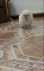 Photo №4. I will sell pomeranian in the city of Штутгарт. private announcement - price - 380$