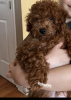 Photo №1. non-pedigree dogs - for sale in the city of Pittsburgh | 2000$ | Announcement № 50094