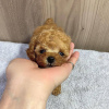 Photo №3. Male and Female Toy poodle for adoption.. Germany