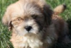 Photo №2 to announcement № 126953 for the sale of lhasa apso - buy in Germany private announcement