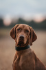 Photo №3. Hungarian Vizsla puppy. Belarus