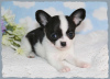 Photo №2 to announcement № 109103 for the sale of chihuahua - buy in Germany private announcement, breeder