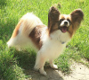 Photo №1. papillon dog - for sale in the city of Szczecin | 1057$ | Announcement № 84770