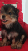 Photo №2 to announcement № 116115 for the sale of yorkshire terrier - buy in Belarus private announcement