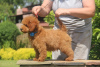 Photo №3. Poodle puppies Kennel. Russian Federation