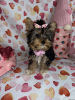 Photo №4. I will sell yorkshire terrier in the city of Jesteburg.  - price - 845$
