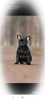 Photo №3. French Bulldog male. Russian Federation