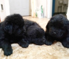 Photo №2 to announcement № 123689 for the sale of newfoundland dog - buy in Finland private announcement