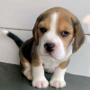 Photo №1. beagle - for sale in the city of Helsinki | 423$ | Announcement № 107790