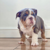 Photo №2 to announcement № 112246 for the sale of english bulldog - buy in Austria private announcement