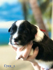 Photo №1. border collie - for sale in the city of Barnaul | 1953$ | Announcement № 43042