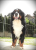 Photo №1. bernese mountain dog - for sale in the city of Belgrade | negotiated | Announcement № 114243