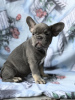 Photo №4. I will sell french bulldog in the city of Warsaw. private announcement - price - 1885$