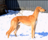 Additional photos: Saluki puppies, females and males