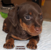 Photo №3. Dachshund rabbit - chocolate puppy. Russian Federation