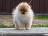 Photo №2 to announcement № 99854 for the sale of pomeranian - buy in Belarus private announcement, from nursery, breeder