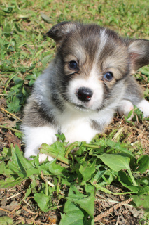 Photo №2 to announcement № 2944 for the sale of welsh corgi - buy in Russian Federation breeder