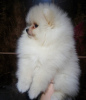 Photo №4. I will sell non-pedigree dogs in the city of White church. breeder - price - 323$