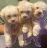 Photo №1. maltese dog - for sale in the city of Larnaca | negotiated | Announcement № 40431