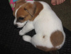 Photo №3. Jack Russel puppies. Lithuania