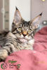 Photo №3. Maine Coon Boy Ready to move in. Russian Federation