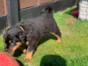 Photo №3. Rottweiler puppies. Germany