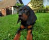 Photo №2 to announcement № 104387 for the sale of polish hunting dog - buy in Poland breeder