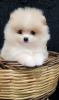 Photo №2 to announcement № 125012 for the sale of pomeranian - buy in Turkey from nursery, breeder