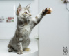 Photo №4. I will sell maine coon in the city of Москва. private announcement, from nursery, breeder - price - negotiated