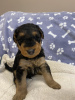 Photo №1. airedale terrier - for sale in the city of Mogilno | 1374$ | Announcement № 69105