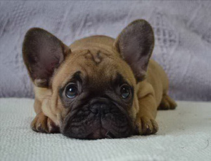 Photo №2 to announcement № 2340 for the sale of french bulldog - buy in Russian Federation 
