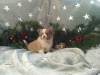 Photo №1. chihuahua - for sale in the city of Samara | 793$ | Announcement № 8908