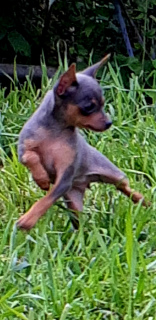 Additional photos: Toy terrier puppy