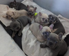 Photo №2 to announcement № 78560 for the sale of french bulldog - buy in United Kingdom private announcement