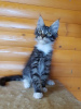 Photo №3. Selling a Maine Coon kitten black tiger with white. Ukraine
