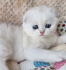 Photo №2 to announcement № 100503 for the sale of scottish fold - buy in United States private announcement