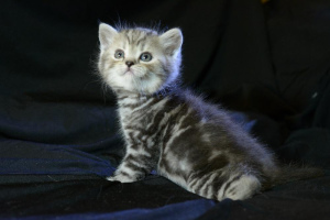 Photo №1. scottish fold - for sale in the city of Minsk | 108$ | Announcement № 5909