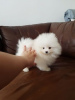 Photo №1. pomeranian - for sale in the city of Forbes Reef | negotiated | Announcement № 11060