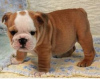 Photo №1. english bulldog - for sale in the city of Prague | Is free | Announcement № 124135