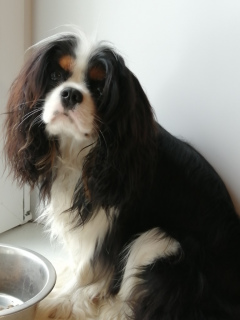 Photo №1. Mating service - breed: cavalier king charles spaniel. Price - Negotiated