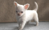 Photo №1. chihuahua - for sale in the city of Оденсе | Is free | Announcement № 84812