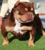 Additional photos: American bully exotic