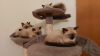 Photo №2 to announcement № 125394 for the sale of siamese cat - buy in Germany private announcement